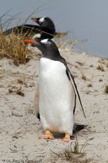 Eselspinguin (32 von 97).jpg